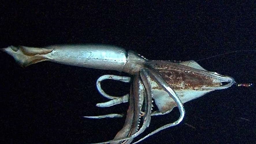 Lula gigante filmada no mar do Japão. Fonte: Independent